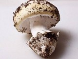 Amanita vernicoccora image