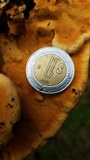 Rigidoporus microporus image
