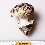 Amanita vernicoccora image