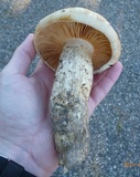 Tricholoma grave image