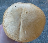 Tricholoma grave image