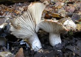 Russula densifolia image