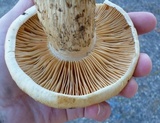Tricholoma grave image