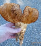 Tricholoma grave image