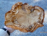 Tricholoma grave image