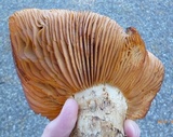 Tricholoma grave image