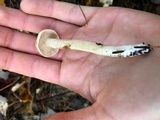 Suillus placidus image