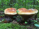 Paragyrodon sphaerosporus image