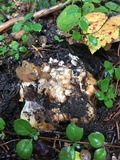 Cantharellus subalbidus image