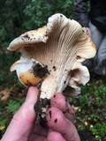 Cantharellus subalbidus image