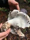 Boletopsis grisea image