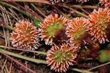 Gymnosporangium clavipes image