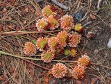 Gymnosporangium clavipes image