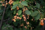 Gymnosporangium clavipes image