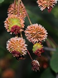 Gymnosporangium clavipes image