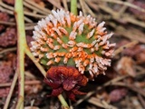 Gymnosporangium clavipes image