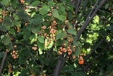 Gymnosporangium clavipes image