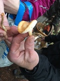 Hydnum oregonense image