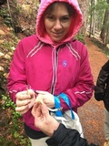Hydnum oregonense image