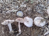 Lepista sordida image