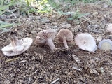 Lepista sordida image