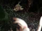 Clavulina coralloides image