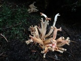 Clavulina coralloides image