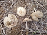 Marasmius oreades image