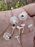 Delicatula integrella image