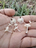 Delicatula integrella image