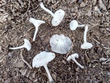 Delicatula integrella image