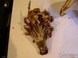 Gymnopus acervatus image