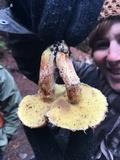 Suillus lakei image