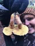 Suillus lakei image