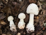 Amanita subcokeri image
