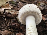 Amanita subcokeri image