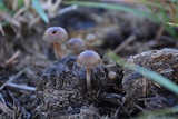 Psilocybe coprophila image