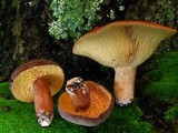 Lactarius corrugis image