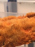 Hydnophlebia chrysorhiza image