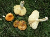 Russula xerampelina image