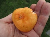 Russula xerampelina var. barlae image