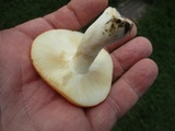 Russula xerampelina image