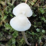 Mycena cyanorhiza image