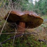 Boletus fibrillosus image