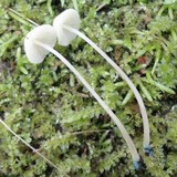 Mycena cyanorhiza image