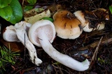 Hygrophorus bakerensis image