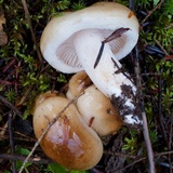 Hygrophorus bakerensis image