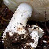 Amanita silvicola image