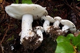 Amanita silvicola image