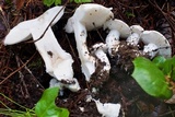 Amanita silvicola image